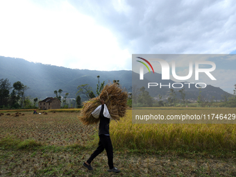 A Nepali farmer carries a bundle of hay-straws as he walks through a paddy field in Khokana, Lalitpur, on November 6, 2024. (