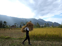 A Nepali farmer carries a bundle of hay-straws as he walks through a paddy field in Khokana, Lalitpur, on November 6, 2024. (