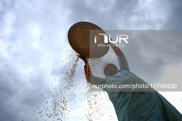 A Nepali farmer winnows rice grains to separate them from the husks in a field in Khokana, Lalitpur, Nepal, on November 6, 2024. 