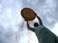 A Nepali farmer winnows rice grains to separate them from the husks in a field in Khokana, Lalitpur, Nepal, on November 6, 2024. (