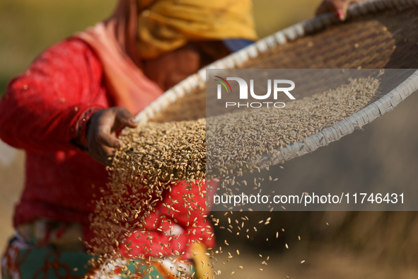 A Nepali farmer winnows rice grains to separate them from the husks in a field in Khokana, Lalitpur, Nepal, on November 6, 2024. 