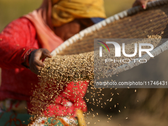 A Nepali farmer winnows rice grains to separate them from the husks in a field in Khokana, Lalitpur, Nepal, on November 6, 2024. (