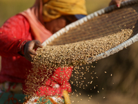 A Nepali farmer winnows rice grains to separate them from the husks in a field in Khokana, Lalitpur, Nepal, on November 6, 2024. (