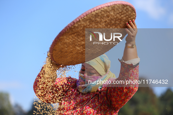 A Nepali farmer winnows rice grains to separate them from the husks in a field in Khokana, Lalitpur, Nepal, on November 6, 2024. 