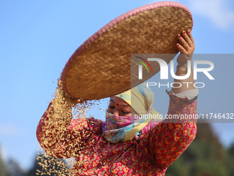 A Nepali farmer winnows rice grains to separate them from the husks in a field in Khokana, Lalitpur, Nepal, on November 6, 2024. (