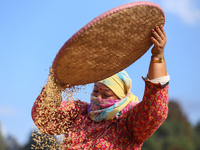 A Nepali farmer winnows rice grains to separate them from the husks in a field in Khokana, Lalitpur, Nepal, on November 6, 2024. (