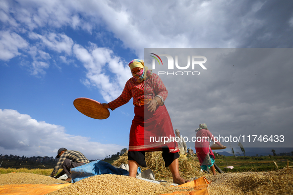 A Nepali farmer winnows rice grains to separate them from the husks in a field in Khokana, Lalitpur, Nepal, on November 6, 2024. 