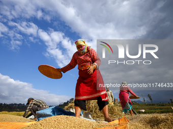 A Nepali farmer winnows rice grains to separate them from the husks in a field in Khokana, Lalitpur, Nepal, on November 6, 2024. (