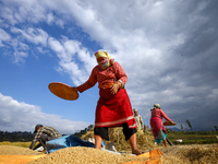 A Nepali farmer winnows rice grains to separate them from the husks in a field in Khokana, Lalitpur, Nepal, on November 6, 2024. (