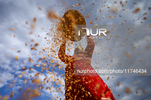 A Nepali farmer winnows rice grains to separate them from the husks in a field in Khokana, Lalitpur, Nepal, on November 6, 2024. 