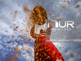 A Nepali farmer winnows rice grains to separate them from the husks in a field in Khokana, Lalitpur, Nepal, on November 6, 2024. (