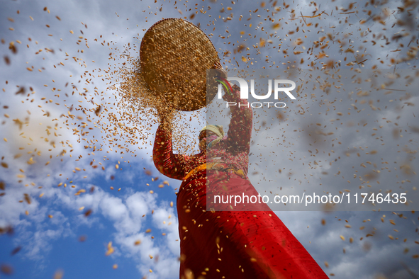 A Nepali farmer winnows rice grains to separate them from the husks in a field in Khokana, Lalitpur, Nepal, on November 6, 2024. 