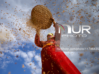 A Nepali farmer winnows rice grains to separate them from the husks in a field in Khokana, Lalitpur, Nepal, on November 6, 2024. (