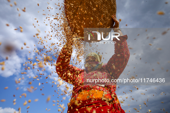 A Nepali farmer winnows rice grains to separate them from the husks in a field in Khokana, Lalitpur, Nepal, on November 6, 2024. 