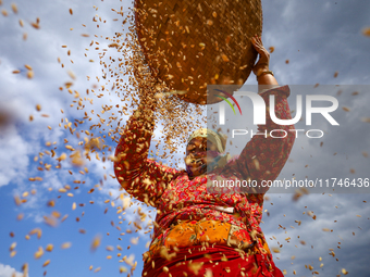 A Nepali farmer winnows rice grains to separate them from the husks in a field in Khokana, Lalitpur, Nepal, on November 6, 2024. (