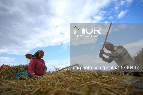 Nepali farmers harvest paddy in a field in Khokana, Lalitpur, on November 6, 2024. 