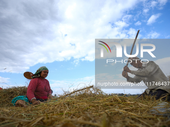 Nepali farmers harvest paddy in a field in Khokana, Lalitpur, on November 6, 2024. (