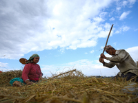 Nepali farmers harvest paddy in a field in Khokana, Lalitpur, on November 6, 2024. (