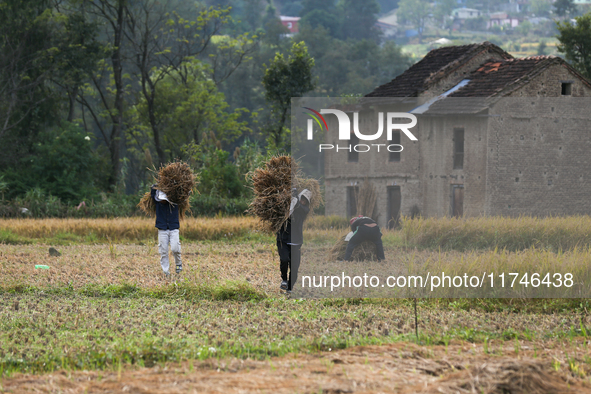 Nepali farmers carry bundles of hay-straw as they walk through a paddy field in Khokana, Lalitpur, on November 6, 2024. 