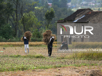 Nepali farmers carry bundles of hay-straw as they walk through a paddy field in Khokana, Lalitpur, on November 6, 2024. (