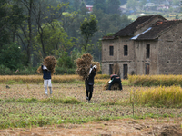 Nepali farmers carry bundles of hay-straw as they walk through a paddy field in Khokana, Lalitpur, on November 6, 2024. (