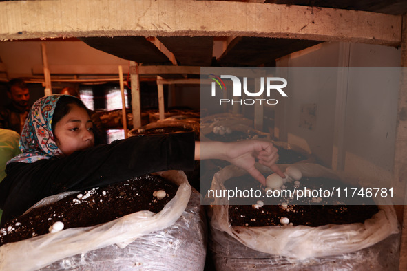 Fozia Parvez, a 22-year-old woman, works in her mushroom farming unit in Baramulla, Jammu and Kashmir, India, on November 6, 2024. In the In...