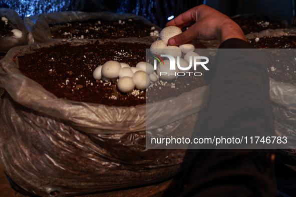 Fozia Parvez, a 22-year-old woman, works in her mushroom farming unit in Baramulla, Jammu and Kashmir, India, on November 6, 2024. In the In...