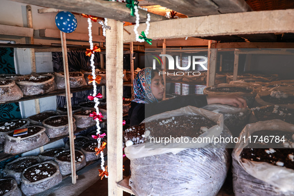 Fozia Parvez, a 22-year-old woman, works in her mushroom farming unit in Baramulla, Jammu and Kashmir, India, on November 6, 2024. In the In...