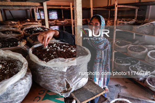 Fozia Parvez, a 22-year-old woman, works in her mushroom farming unit in Baramulla, Jammu and Kashmir, India, on November 6, 2024. In the In...