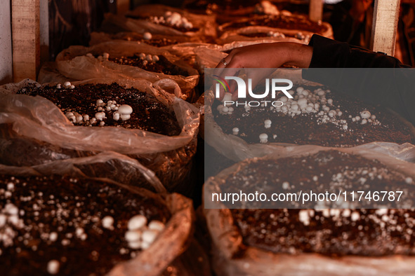 Fozia Parvez, a 22-year-old woman, works in her mushroom farming unit in Baramulla, Jammu and Kashmir, India, on November 6, 2024. In the In...