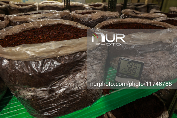 Fozia Parvez, a 22-year-old woman, works in her mushroom farming unit in Baramulla, Jammu and Kashmir, India, on November 6, 2024. In the In...