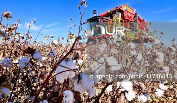 A farmer drives a large cotton picker to harvest cotton in Zhangye, China, on November 6, 2024. 