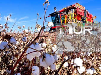 A farmer drives a large cotton picker to harvest cotton in Zhangye, China, on November 6, 2024. (