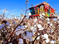 A farmer drives a large cotton picker to harvest cotton in Zhangye, China, on November 6, 2024. (