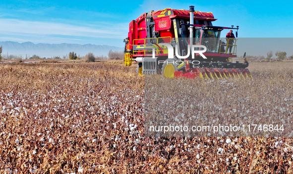 A farmer drives a large cotton picker to harvest cotton in Zhangye, China, on November 6, 2024. 