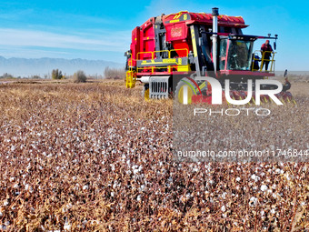 A farmer drives a large cotton picker to harvest cotton in Zhangye, China, on November 6, 2024. (