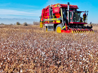 A farmer drives a large cotton picker to harvest cotton in Zhangye, China, on November 6, 2024. (