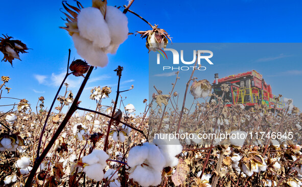 A farmer drives a large cotton picker to harvest cotton in Zhangye, China, on November 6, 2024. 