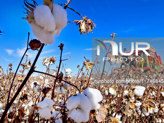 A farmer drives a large cotton picker to harvest cotton in Zhangye, China, on November 6, 2024. (