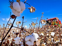 A farmer drives a large cotton picker to harvest cotton in Zhangye, China, on November 6, 2024. (