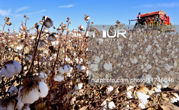 A farmer drives a large cotton picker to harvest cotton in Zhangye, China, on November 6, 2024. 