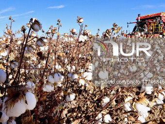 A farmer drives a large cotton picker to harvest cotton in Zhangye, China, on November 6, 2024. (