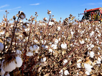 A farmer drives a large cotton picker to harvest cotton in Zhangye, China, on November 6, 2024. (