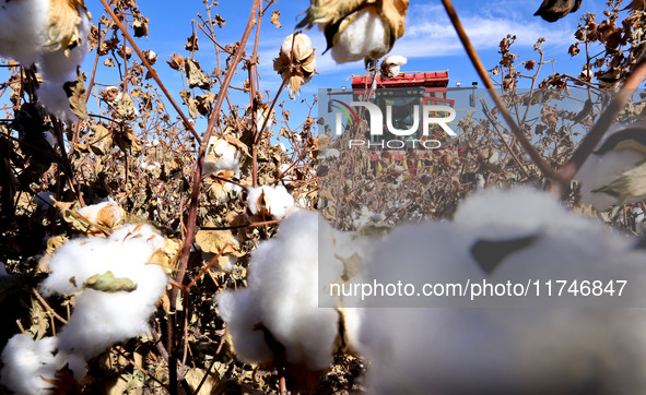 A farmer drives a large cotton picker to harvest cotton in Zhangye, China, on November 6, 2024. 