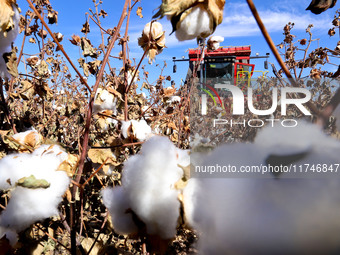 A farmer drives a large cotton picker to harvest cotton in Zhangye, China, on November 6, 2024. (