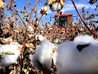 A farmer drives a large cotton picker to harvest cotton in Zhangye, China, on November 6, 2024. (