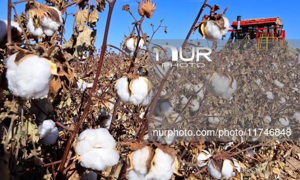 A farmer drives a large cotton picker to harvest cotton in Zhangye, China, on November 6, 2024. 