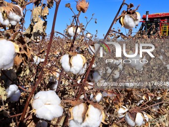 A farmer drives a large cotton picker to harvest cotton in Zhangye, China, on November 6, 2024. (