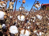 A farmer drives a large cotton picker to harvest cotton in Zhangye, China, on November 6, 2024. (