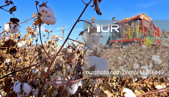 A farmer drives a large cotton picker to harvest cotton in Zhangye, China, on November 6, 2024. 